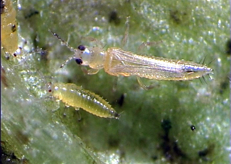 Thrips - Imago und erstes Larvenstadium